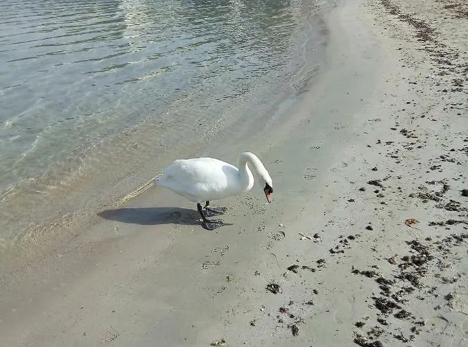 La * גאליפולי